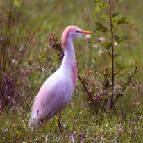 Cattle Egret