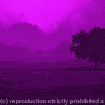 purple poster 3