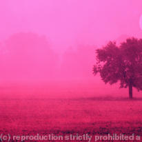 Pink Poster