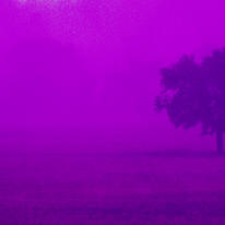 Purple Poster 6