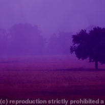 Purple Rain 8