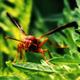 Red Wasp