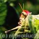 Grasshopper