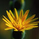 Wildflowers