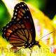 Butterfly 4