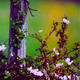 iWild Roses