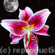 Lilly