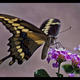 Giant Swallowtail 5