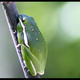 Green Tree Frog
