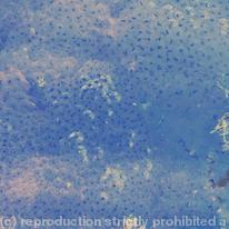 Frog Spawn 2012
