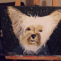 Face of Yorkshire Terrier.