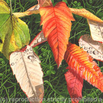Sycamore and Rhus typhina leaves