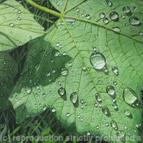 Sycamore leaves with raindrops