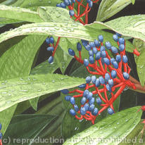 Viburnum davidii