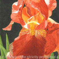 Iris