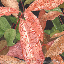 Autumn Leaves with raindrops