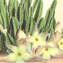 Stapelia Hirsuta