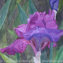 Iris