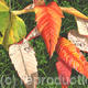 Sycamore and Rhus typhina leaves
