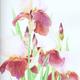 Irises ( 3 )