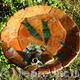 Bird Bath: Two Fish