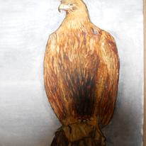 Golden Eagle