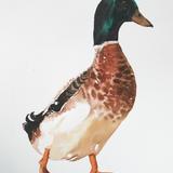 Abacot Ranger Drake - watercolour