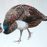 Peahen - watercolour