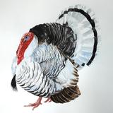 Royal Palm turkey - watercolour