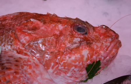 portrait of a fish