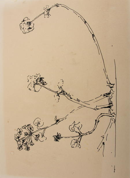 fragile plant