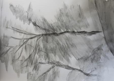 trees