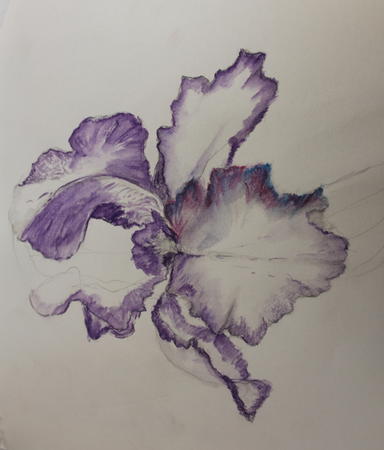 iris