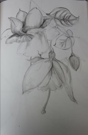 fuschia drawing