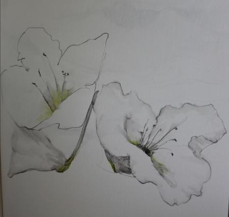 lily sketch
