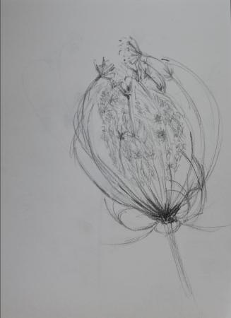 dead flower head