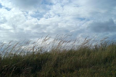 grassland