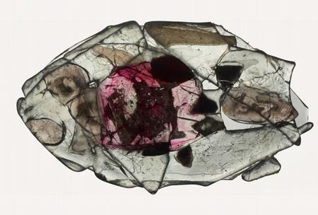 fossil fish