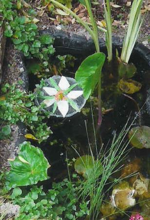 yellow and white water lily