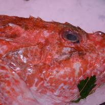 portrait of a fish