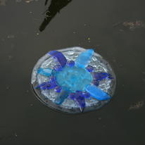 water lily