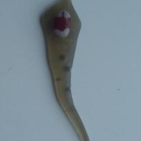 something long and delicious