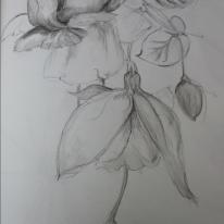 fuschia drawing