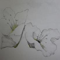 lily sketch
