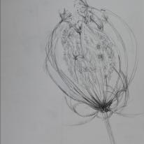 dead flower head