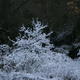 white magic
