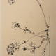 fragile plant