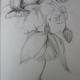 fuschia drawing