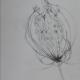 dead flower head