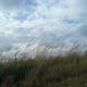 grassland